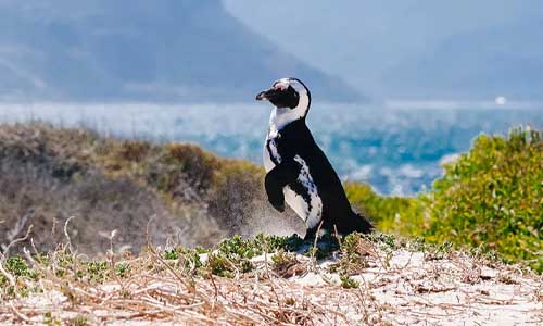 ЮАР английский язык